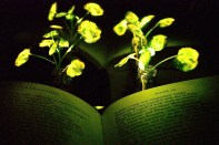 Illumination of a book with the nanobionic light-emitting plants (two three-and-a-half-week-old watercress plants). The book and the light-emitting watercress plants were placed in front of a reflective paper to increase the influence from the light emitting plants to the book pages.