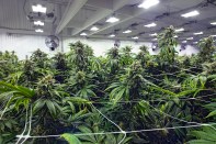 Some marijuana growers are turning to propane-driven chillers to reduce the cost of cooling and dehumidifying their facilities.