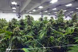 Some marijuana growers are turning to propane-driven chillers to reduce the cost of cooling and dehumidifying their facilities.