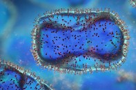 A closeup of the monkeypox virus