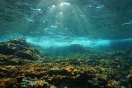 Underwater sunlight through the water surface seen from a rocky seabed with algae in the Mediterranean sea, natural scene, Catalonia, Costa Brava, Spain