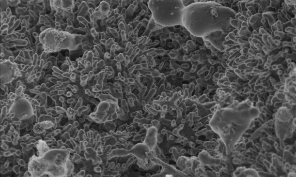Carbon nanomaterials, magnified 50,000 times