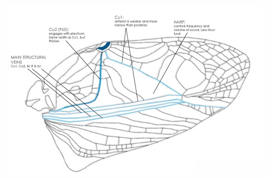 An analysis of the structure of a field cricket wing