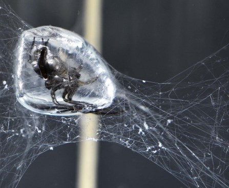 A "diving bell" water spider (Agyroneda aquatica) reinforcing an air bubble
from the inside—the model biological construction for this year's ICD/ITKE research pavilion.