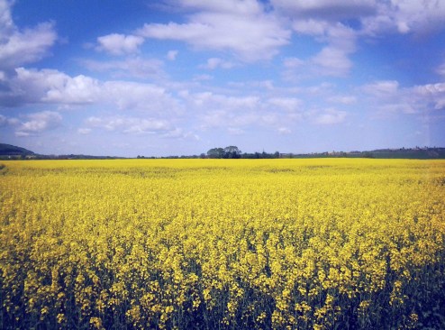 A rapeseed field a few miles outside Volynets' hometown of Lviv.