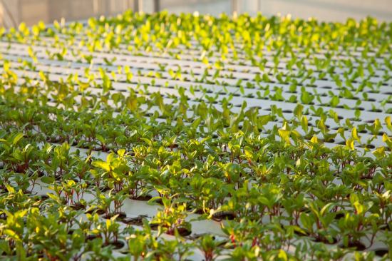 The development held its grand opening in February, and the initial plan is for the farm to grow leaf crops and then expand into other vegetables.