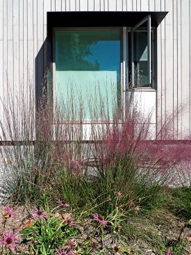 Plants in the graywater treatment bed were chosen for their ability to form symbiotic relationships with soil microbes that facilitate the breakdown of common pollutants found in household graywater.