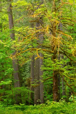 A bigleaf maple in Gifford Pinchot National Forest