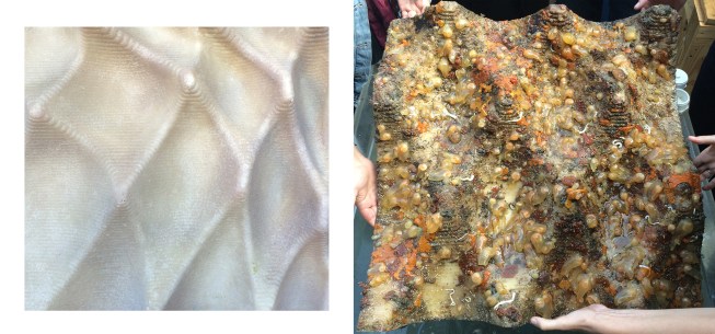 Variable topographies fostered dense communities of marine invertebrates