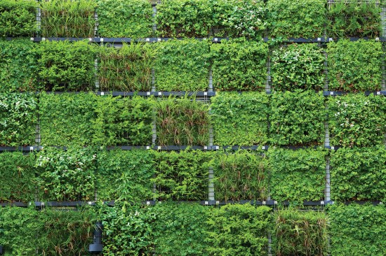 With square-footage at a premium in cities, "living walls" bring plants and greenery into building interiors.