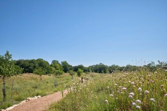 Headwaters at the Comal after phase one