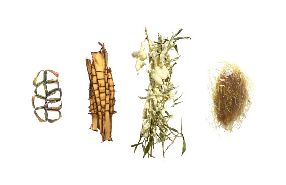 Invasive Species Catalog