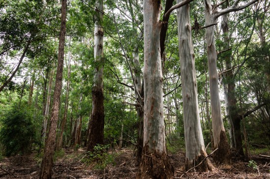 Kōke‘e timber management area