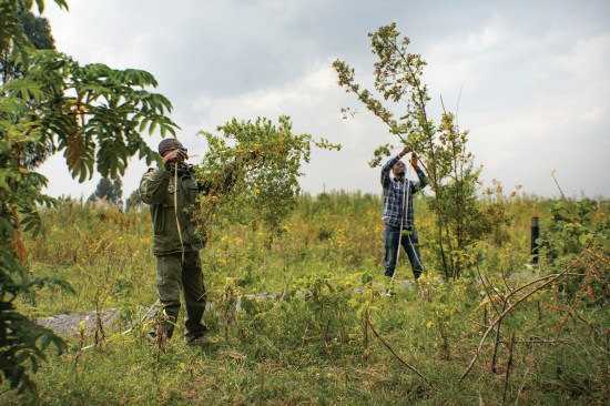 The Ellen DeGeneres Campus of the Dian Fossey Gorilla Fund in Rwanda.