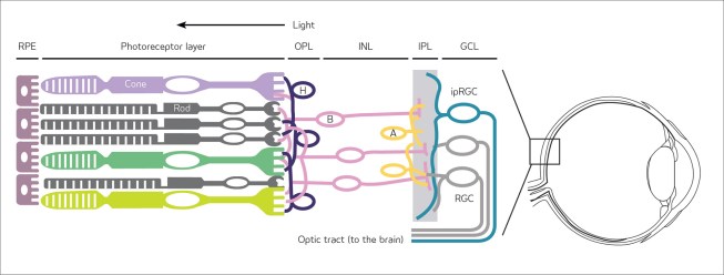 Detail of retina in the human eye