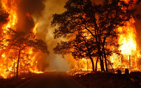 Wildfire