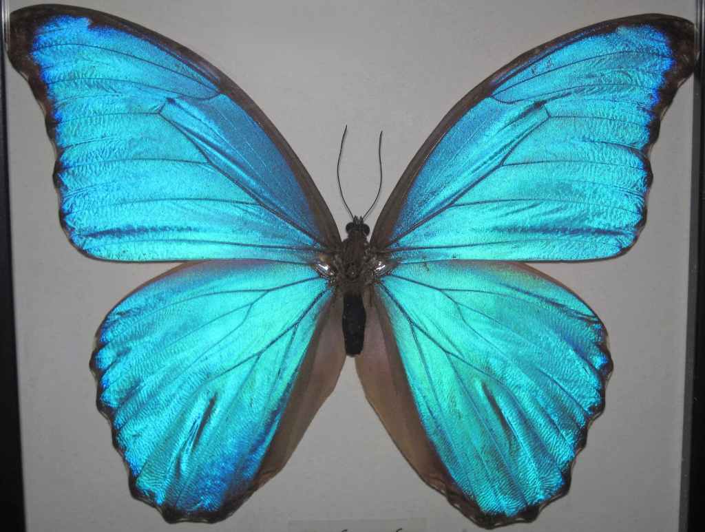 Morpho_menenlaus Butterfly, Photo courtesy Wikimedia Commons.