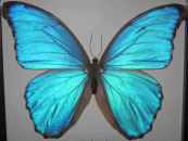 Morpho_menenlaus Butterfly, Photo courtesy Wikimedia Commons.