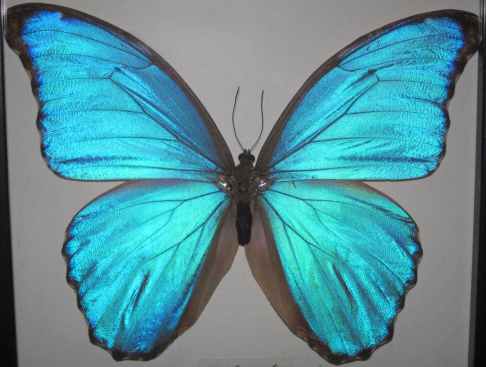 Morpho_menenlaus Butterfly, Photo courtesy Wikimedia Commons.